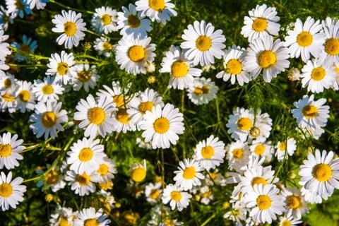 Camomile Stock Photos