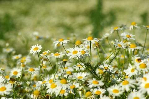 Camomile Stock Photos
