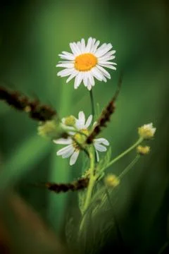 Camomile Stock Photos
