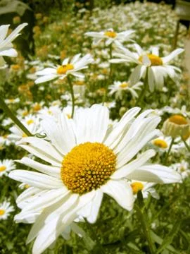 Camomile Stock Photos