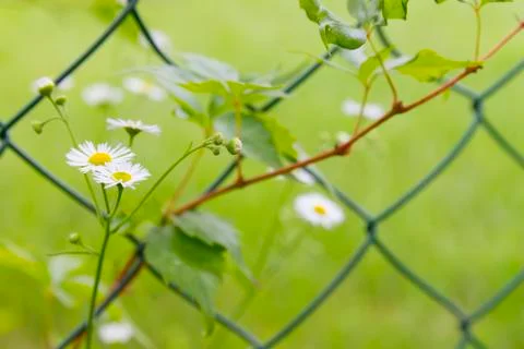 Camomile Stock Photos