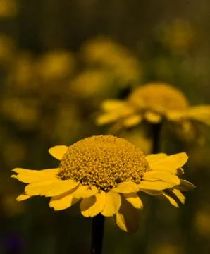 A camomile Stock Photos