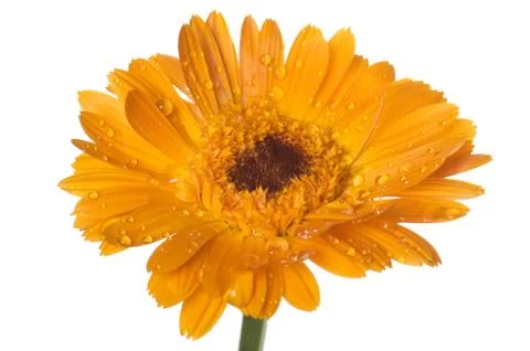 Camomile Stock Photos