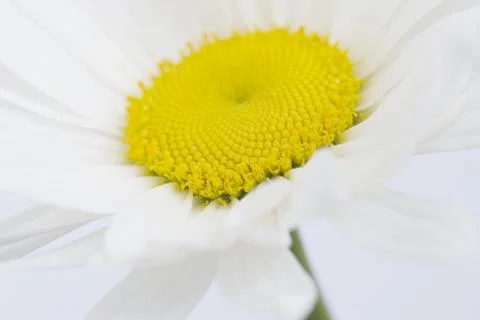 Camomile Stock Photos