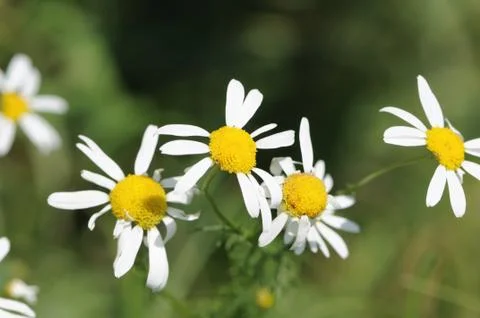 Camomile Stock Photos