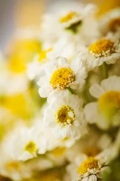 Camomile Stock Photos