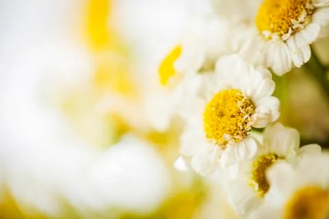 Camomile Stock Photos