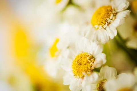 Camomile Stock Photos