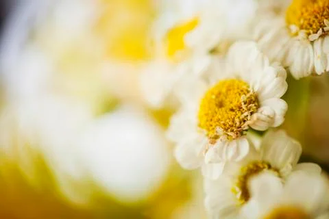 Camomile Stock Photos