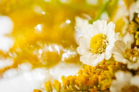 Camomile Stock Photos