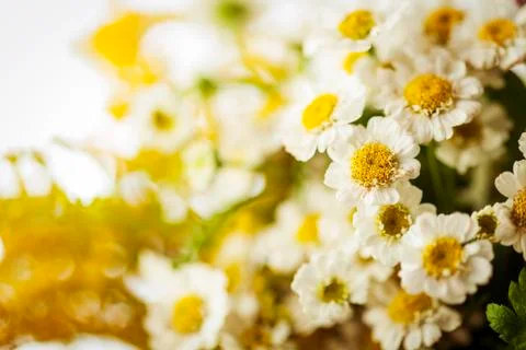 Camomile Stock Photos