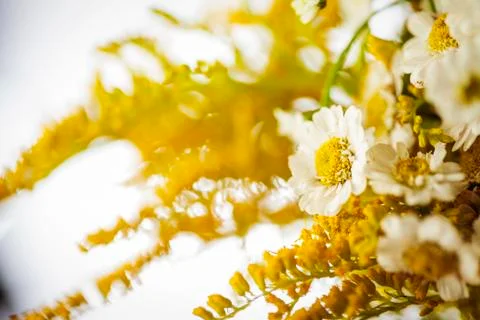 Camomile Stock Photos