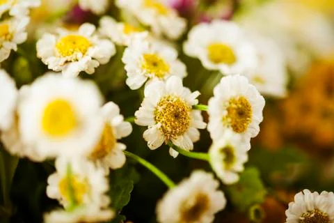 Camomile Stock Photos