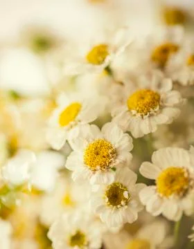 Camomile Stock Photos
