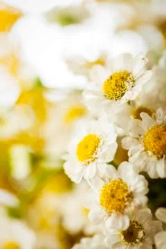 Camomile Stock Photos