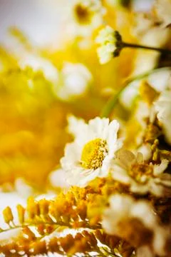 Camomile Stock Photos