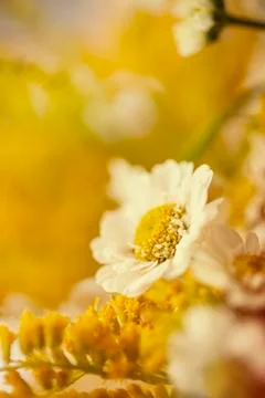 Camomile Stock Photos