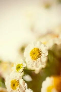 Camomile Stock Photos