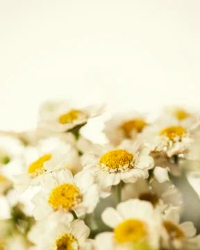 Camomile Stock Photos