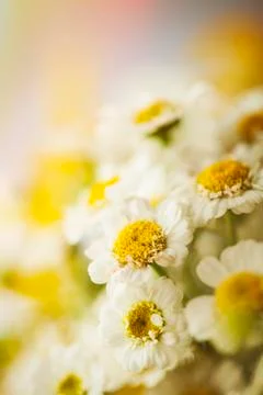 Camomile Stock Photos