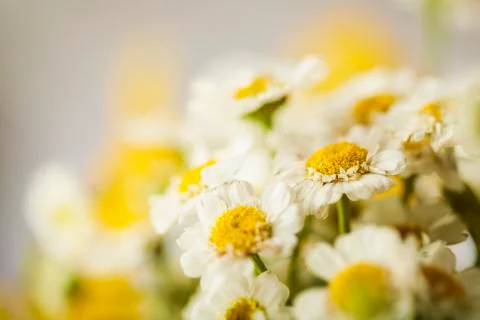 Camomile Stock Photos