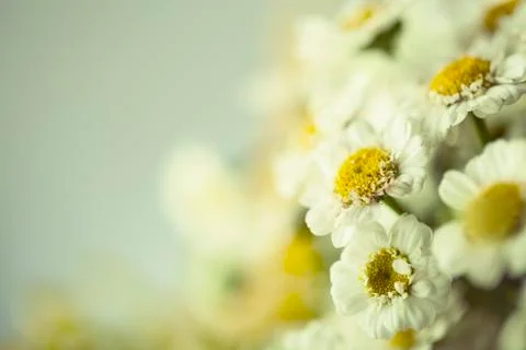 Camomile Stock Photos