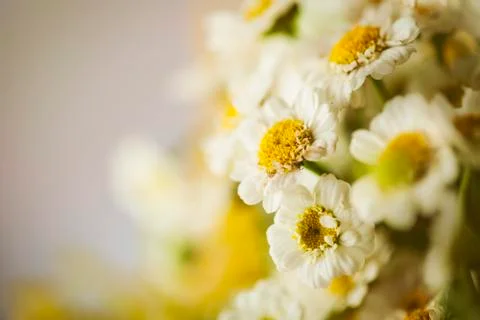 Camomile Stock Photos