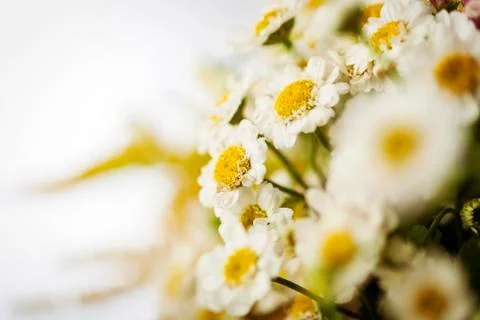 Camomile Stock Photos