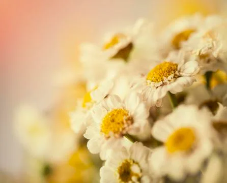 Camomile Stock Photos