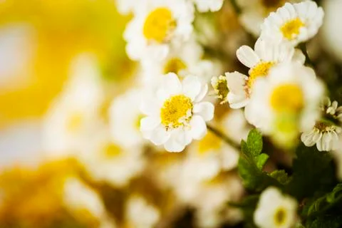 Camomile Stock Photos