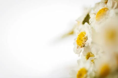 Camomile Stock Photos