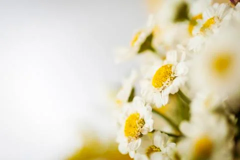 Camomile Foto stock