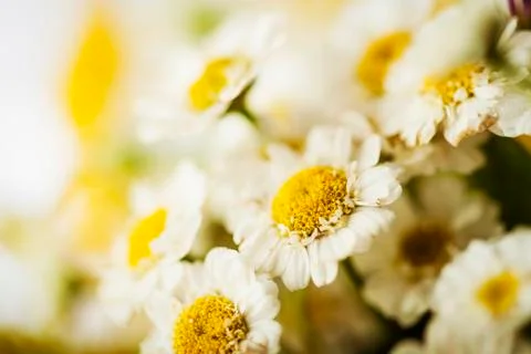 Camomile Stock Photos