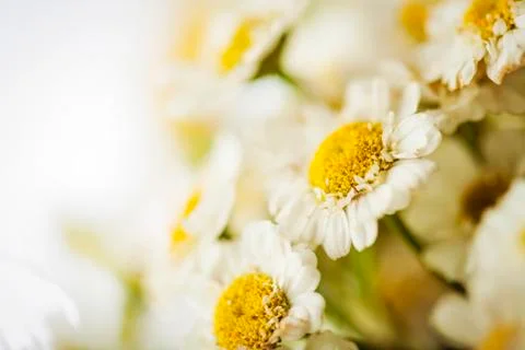 Camomile Stock Photos