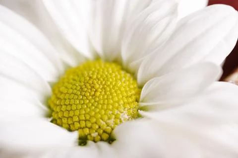 Camomile Stock Photos