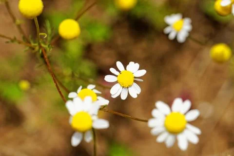 Camomile Stock Photos