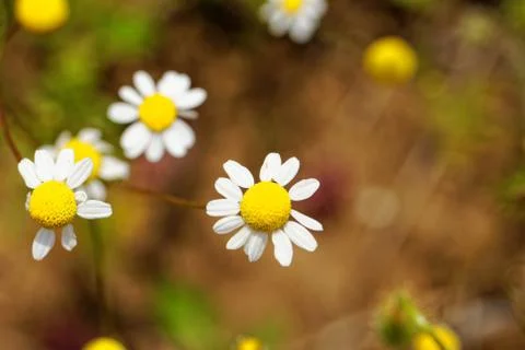 Camomile Stock Photos
