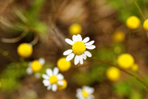 Camomile Stock Photos