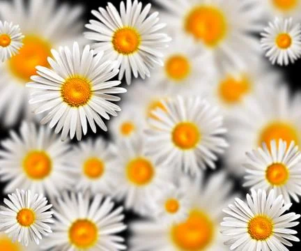 Camomile Stock Photos