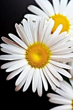 Camomile Foto stock