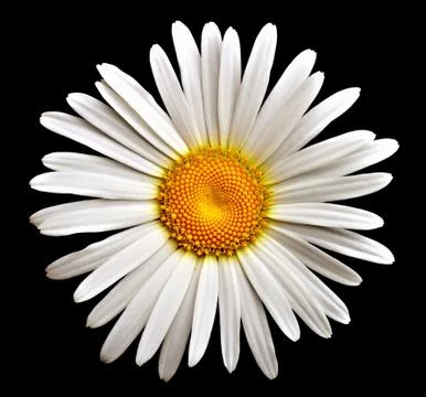 Camomile Stock Photos