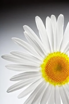 Camomile Stock Photos