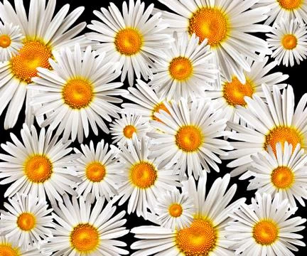 Camomile Stock Photos