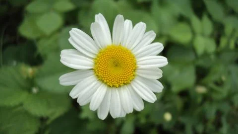 Camomile Stock Photos