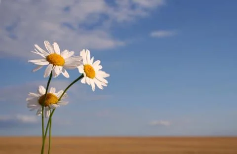 Camomile Stock Photos