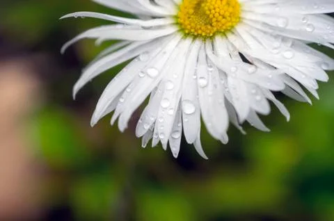 Camomile Stock Photos