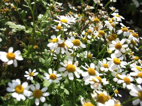 Camomile Stock Photos