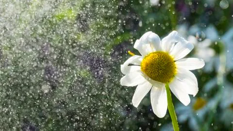 Camomile Stock Photos