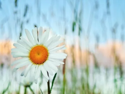 Camomile Stock Photos