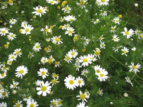Camomile Stock Photos